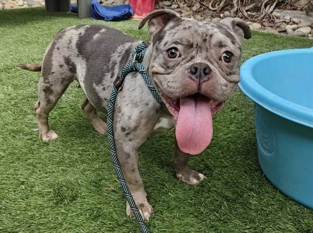 Mango - French Bulldog