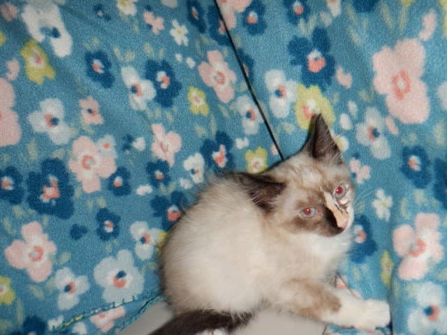 Unknown - Domestic Short Hair