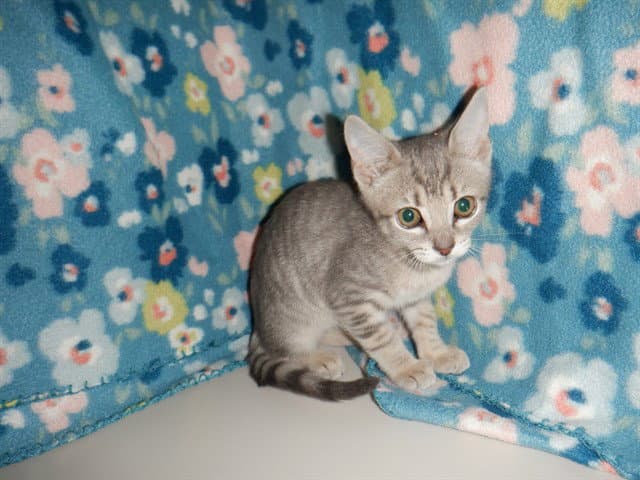 Unknown - Domestic Short Hair
