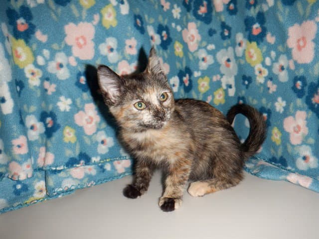 Sandy - Domestic Short Hair