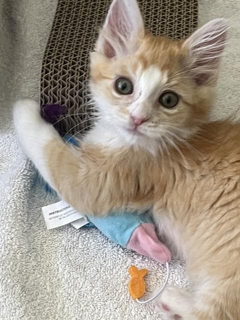 Patrick - Domestic Medium Hair
