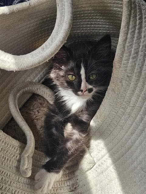 Jack - Domestic Short Hair