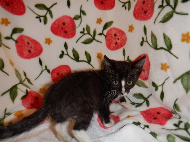Egg - Domestic Short Hair