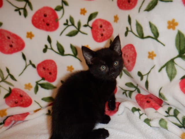 Sally - Domestic Short Hair