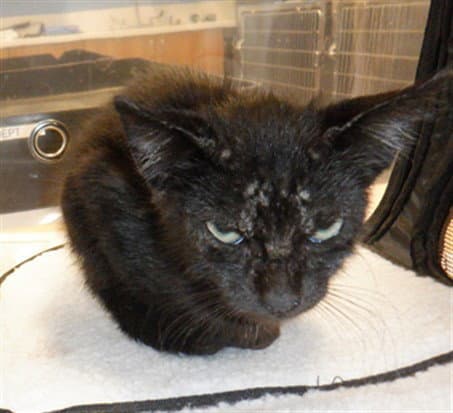 Wolfie - Domestic Short Hair