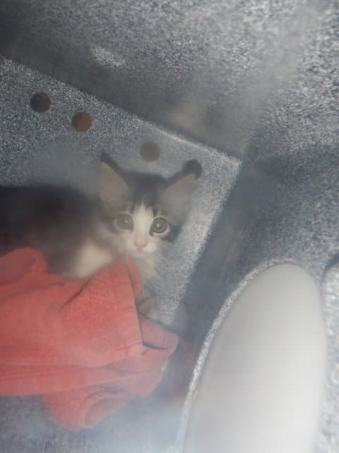 Unknown - Domestic Medium Hair