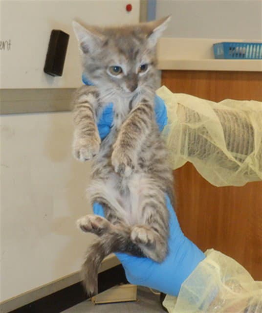 Mister Bean - Domestic Short Hair