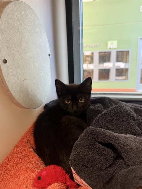 Riri - Domestic Short Hair