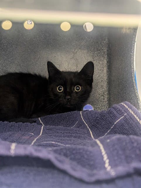 Puma - Domestic Short Hair