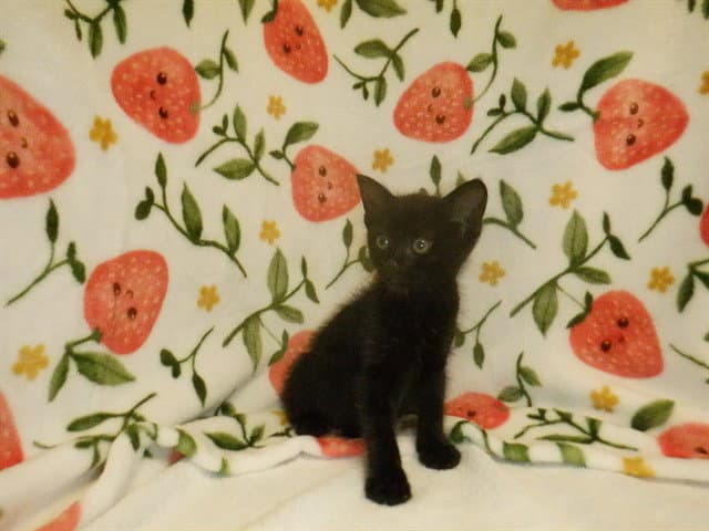 Unknown - Domestic Short Hair