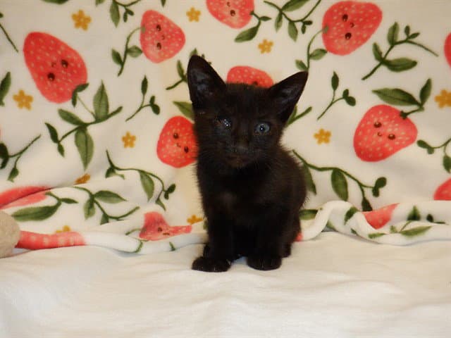 Remington - Domestic Short Hair