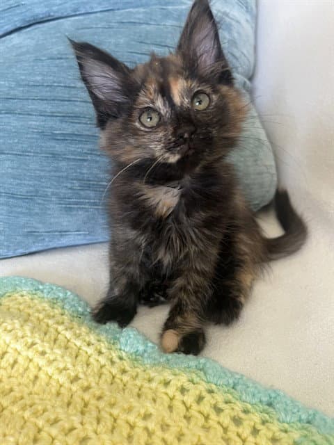 Pearl - Domestic Medium Hair