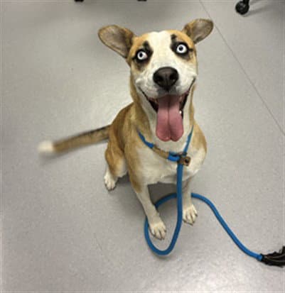 Apple - Husky