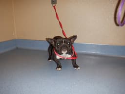 Carlotta image 1