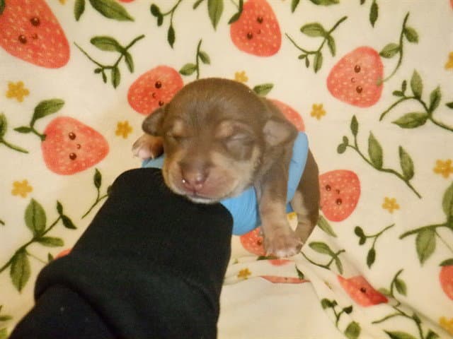 Unknown - Chihuahua