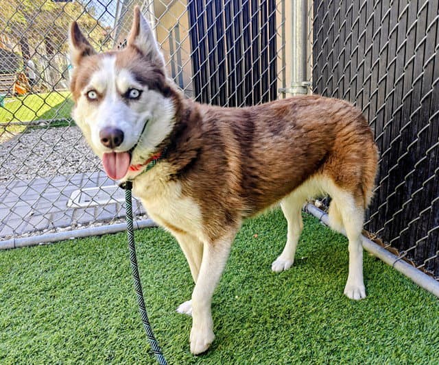 Hennessy - Siberian Husky
