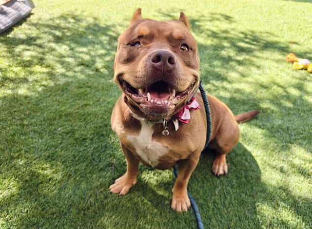 Betty - Pit Bull Terrier