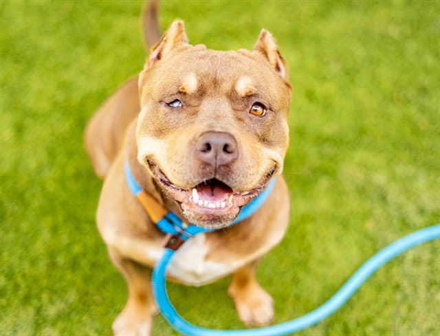 Betty - Pit Bull Terrier