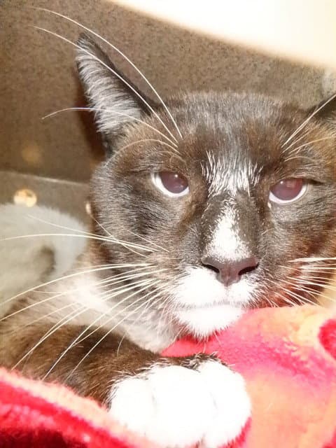 Unknown - Domestic Short Hair