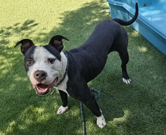 Orion - Staffordshire Bull Terrier