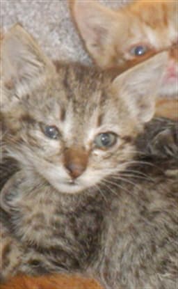 Reyna image 1