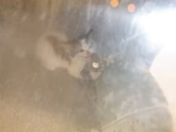 Taz image 1