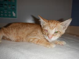 Sherbert image 1