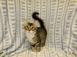 Whiskers image 1