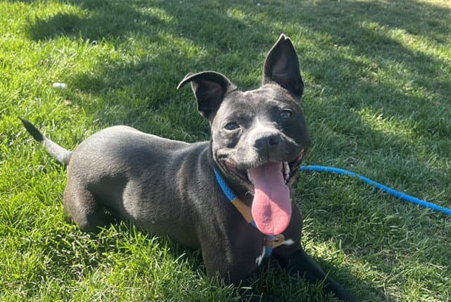 Pineapple - Pit Bull Terrier