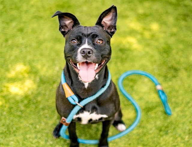 Pineapple - Pit Bull Terrier