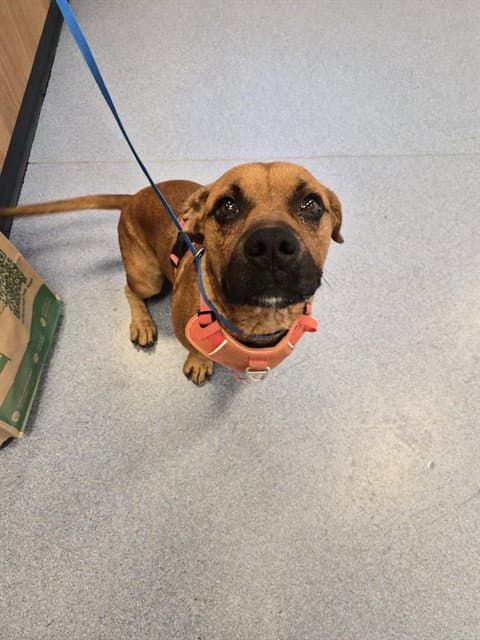 Linden - Pit Bull Terrier
