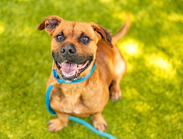 Linden - Pit Bull Terrier