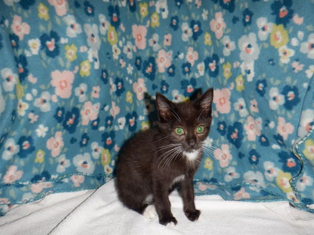 Michael - Domestic Short Hair