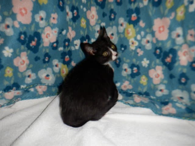 Freddy - Domestic Short Hair