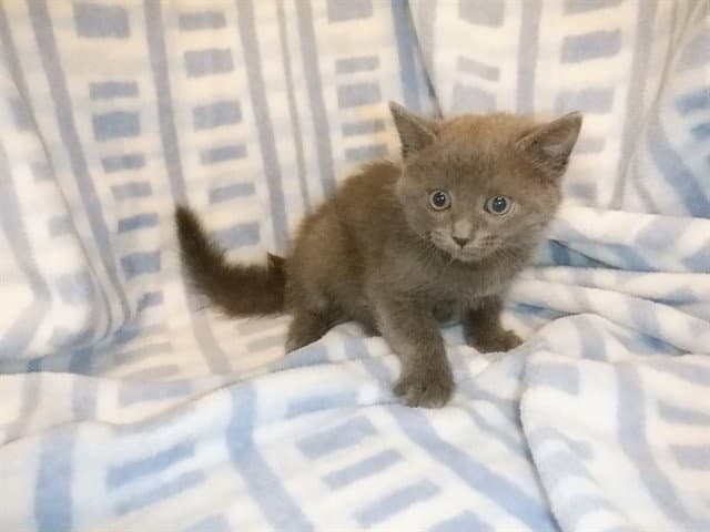 Cinder - Domestic Short Hair