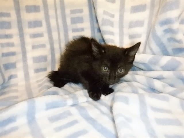Dandelion - Domestic Short Hair