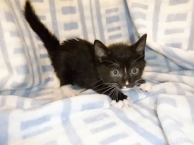 Mini - Domestic Short Hair
