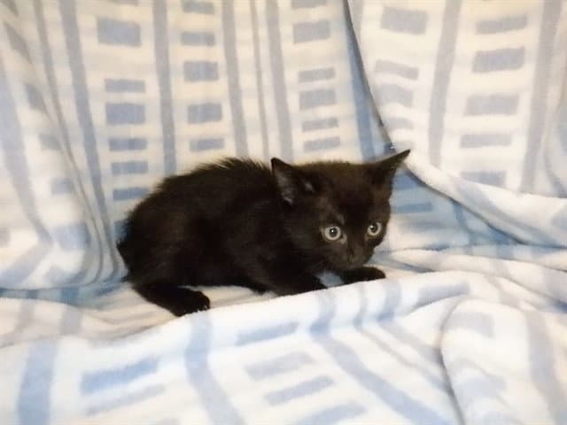 Tiger - Domestic Short Hair