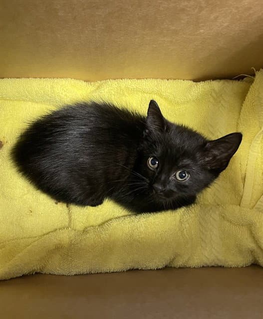 Lilly - Domestic Short Hair