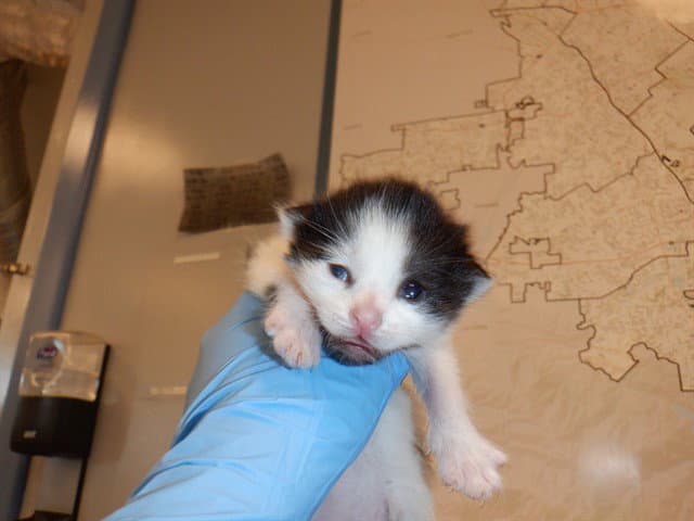 Unknown - Domestic Short Hair