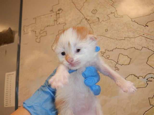 Unknown - Domestic Short Hair