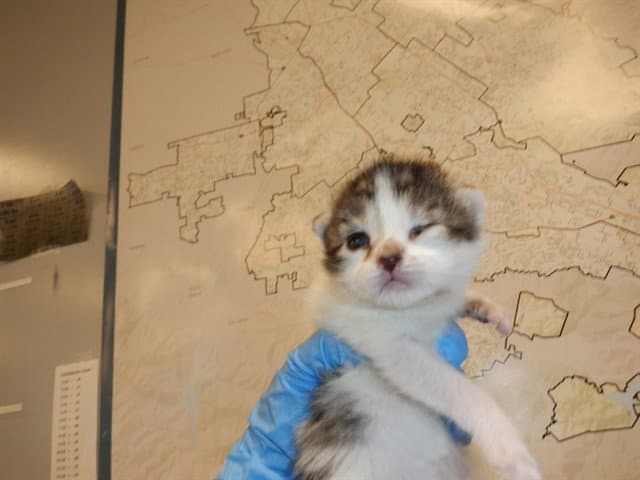 Unknown - Domestic Short Hair