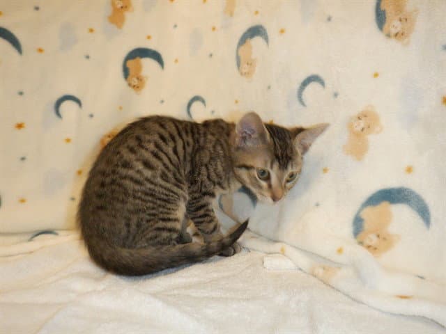 Unknown - Domestic Short Hair