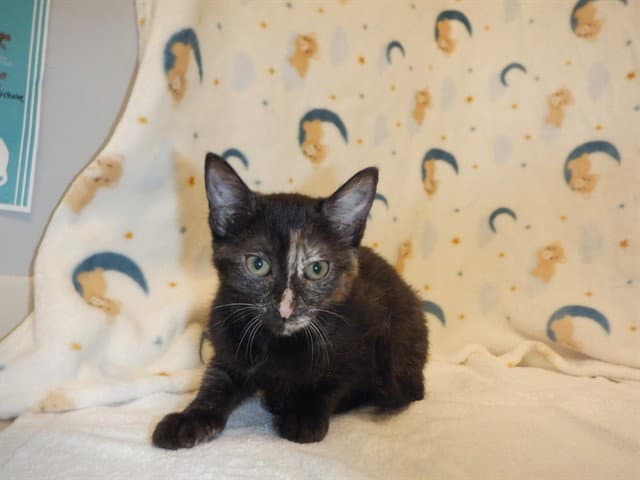 Unknown - Domestic Short Hair