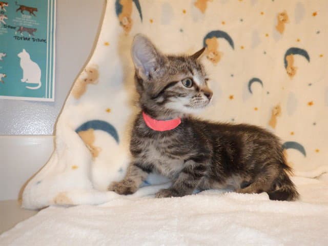 Unknown - Domestic Short Hair
