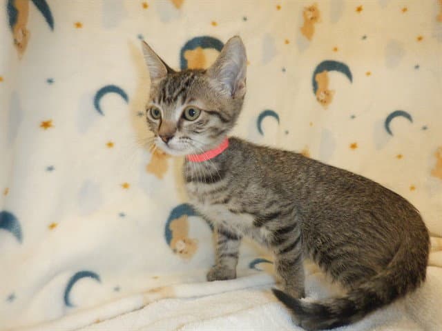 Unknown - Domestic Short Hair