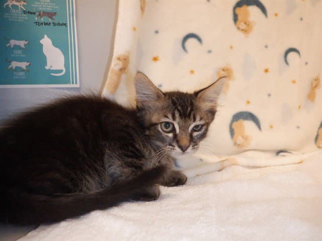 Unknown - Domestic Short Hair