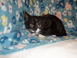 Theodore image 1