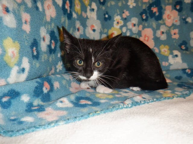 Theodore - Domestic Short Hair
