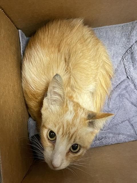 Milo - Domestic Short Hair